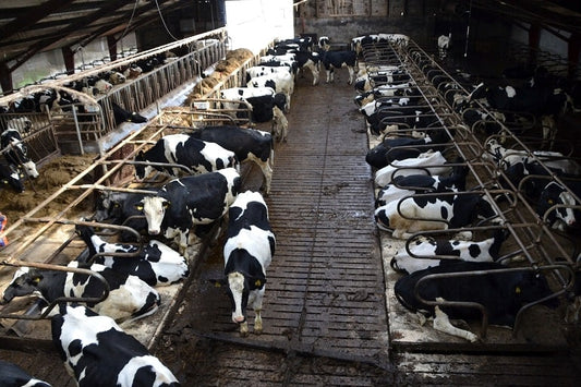 Reconsidering our diet for a sustainable future