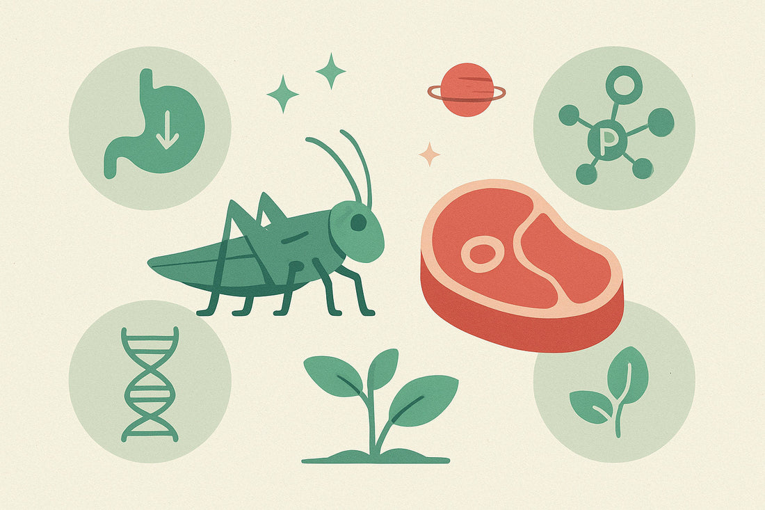 Insects and meat protein comparison