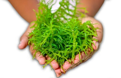 Algae: incredible superfood