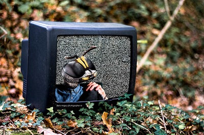 EntoFoodVisions: don't miss the event!