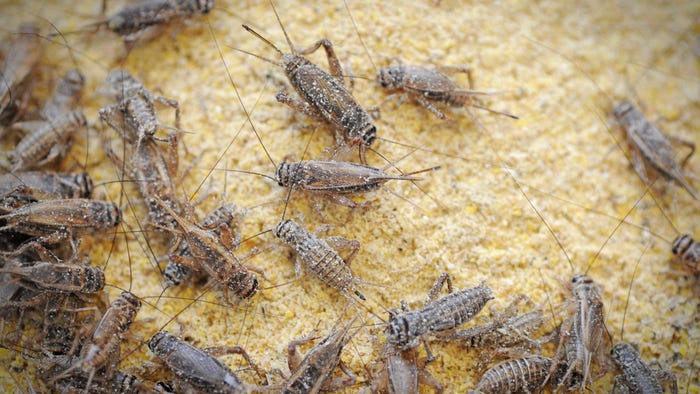 farmed crickets