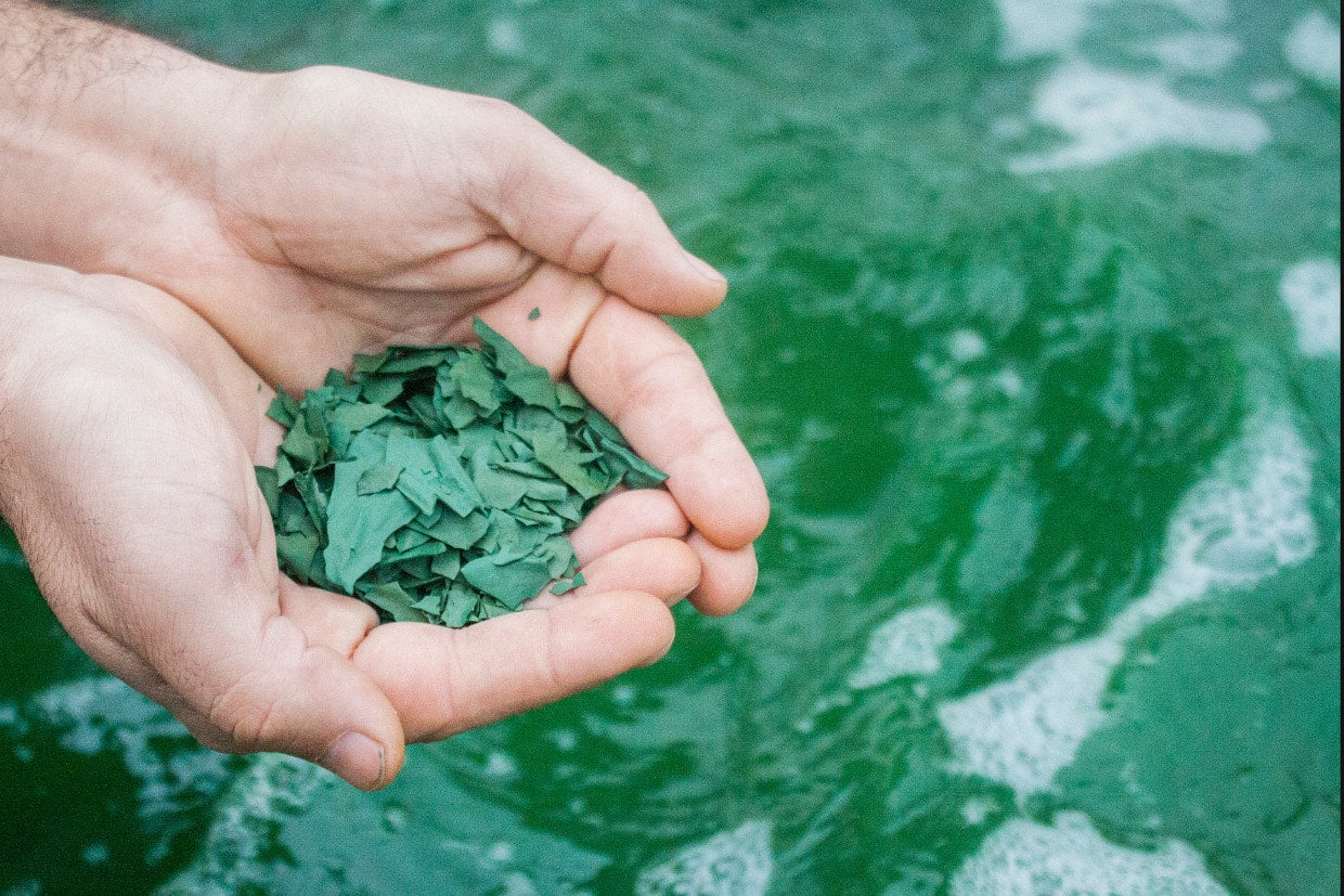 Spireat - Spirulina flakes 10 gr - 21bites