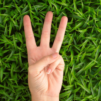 3 questions about eating insects